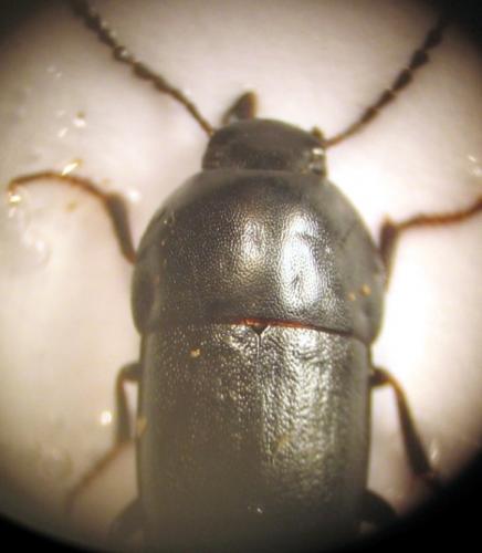 Réf. 18 882 : Crypticus quisquilius