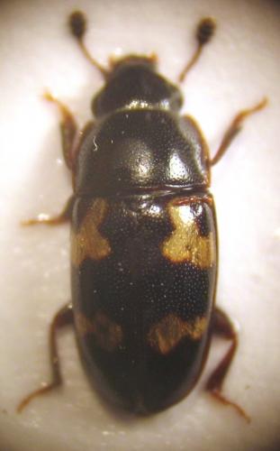 Glischrochilus quadriguttatus
