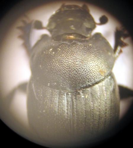Onthophagus verticicornis
