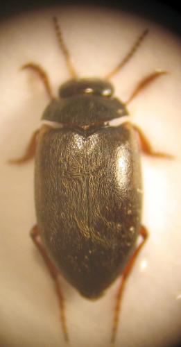 Hydroporus sp.