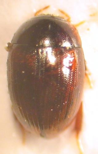 Cercyon sp.
