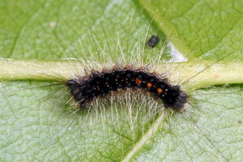 Lymantria dispar