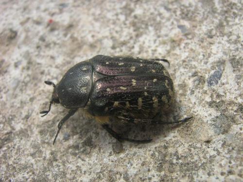 Réf. 18 947 : Oxythyrea funesta