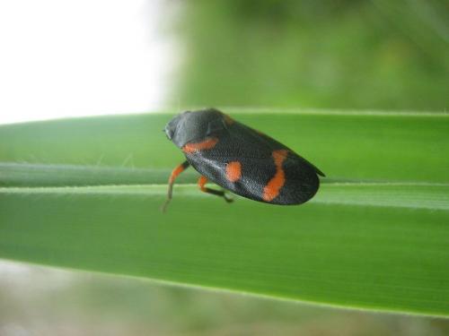 Cercopis intermedia