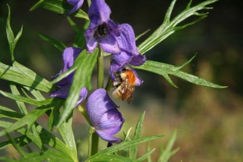 Bombus sp.