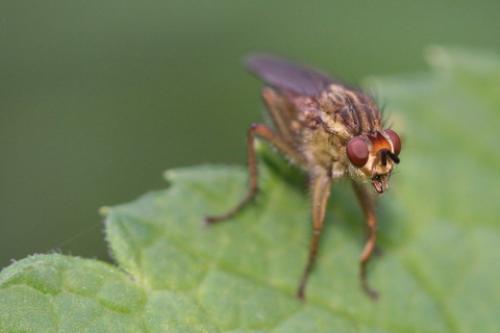 Scathophaga stercoraria