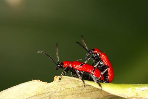 Réf. 18 714 : Lilioceris lilii