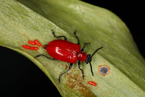 Réf. 18 713 : Lilioceris lilii