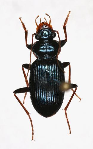 Leistus spinibarbis