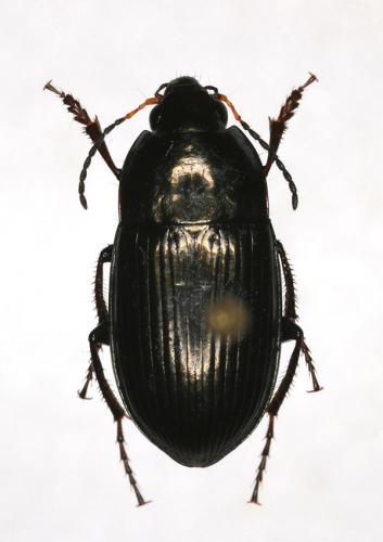 Amara sp.