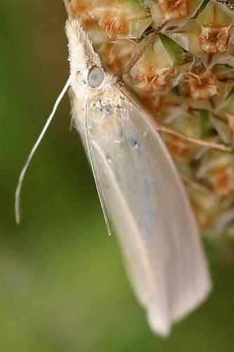 Crambus sp.