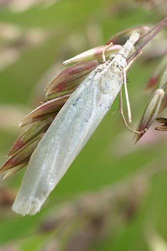 Réf. 18 720 : Crambus sp.
