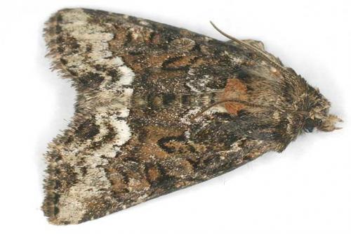 Réf. 18 818 : Oligia sp.