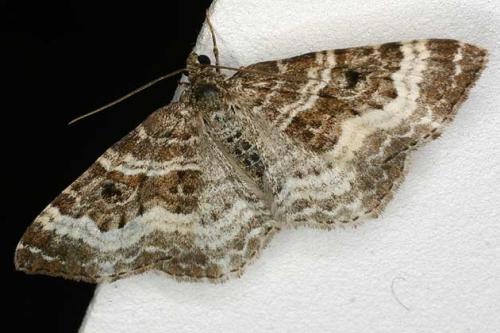 Epirrhoe alternata