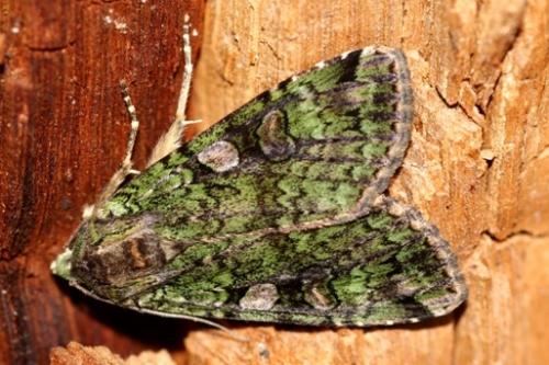 Anaplectoides prasina