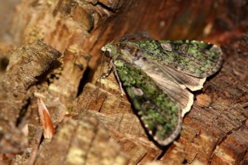 Anaplectoides prasina