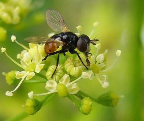 Réf. 18 091 : Gymnosoma nitens