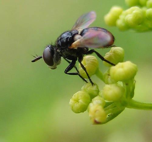 Gymnosoma nitens