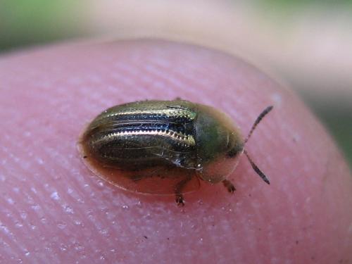 Réf. 18 005 : Cassida sp.