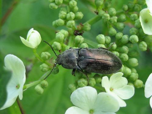 Selatosomus latus