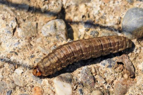 Réf. 18 285 : Agrotis sp.