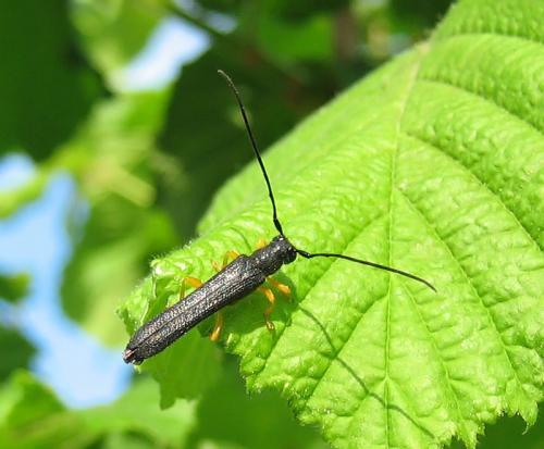 Oberea linearis