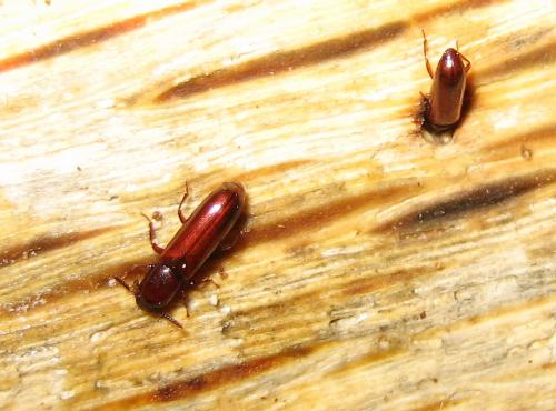 Réf. 18 342 : Corticeus unicolor