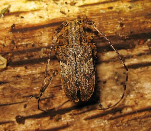 Mesosa nebulosa