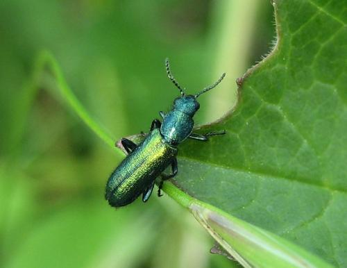 Réf. 18 536 : Psilothrix viridicoerulea
