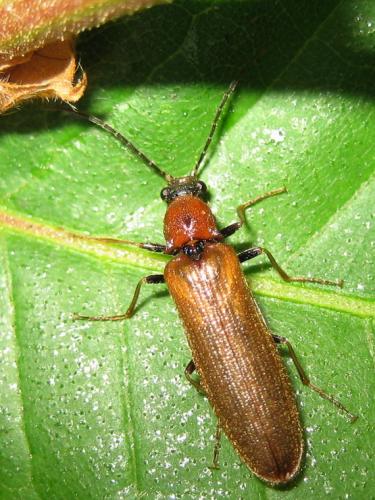 Réf. 18 533 : Denticollis linearis