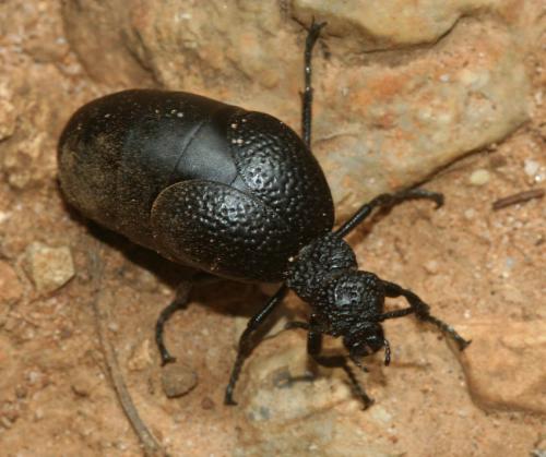 Réf. 18 429 : Meloe tuccius
