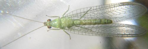 Réf. 18 745 : Apertochrysa prasina