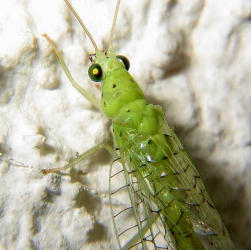 Apertochrysa prasina