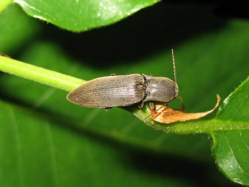 Réf. 18 621 : Agriotes pilosellus