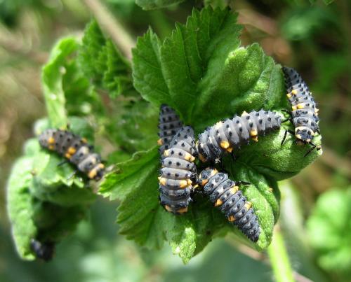 Réf. 18 648 : Coccinella septempunctata