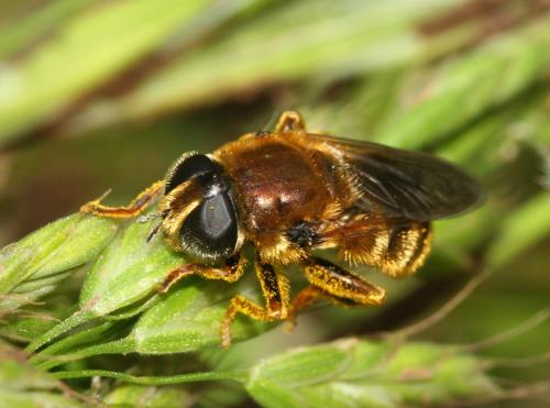Réf. 18 335 : Merodon sp.