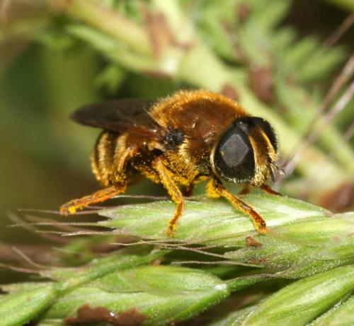 Réf. 18 336 : Merodon sp.