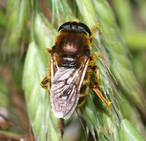 Réf. 18 337 : Merodon sp.