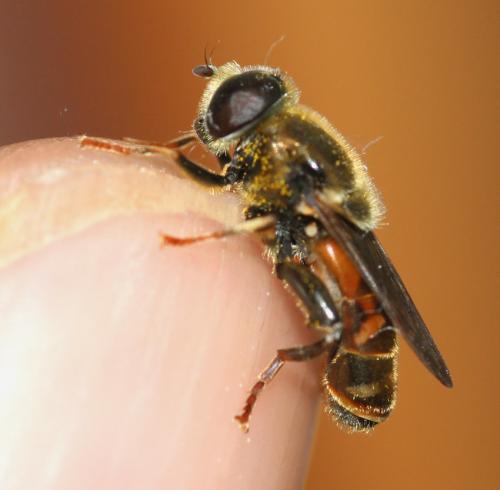 Merodon sp.