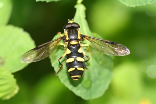 Philhelius pedissequus