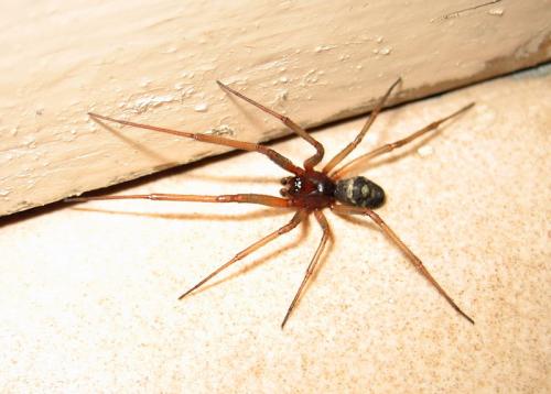 Steatoda grossa