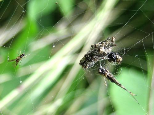 Réf. 18 815 : Cyclosa oculata