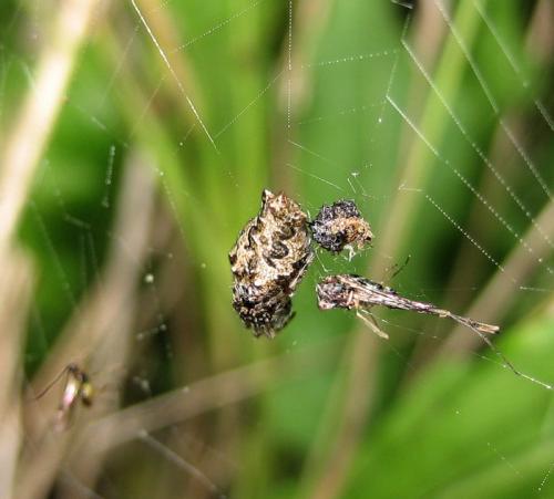 Réf. 18 814 : Cyclosa oculata