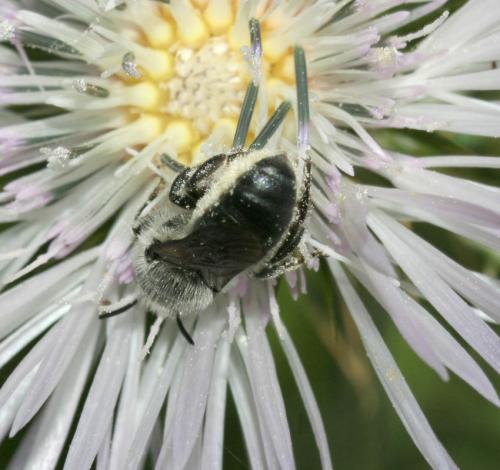 Osmia sp.