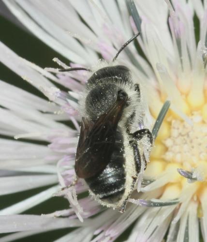 Réf. 18 747 : Osmia sp.