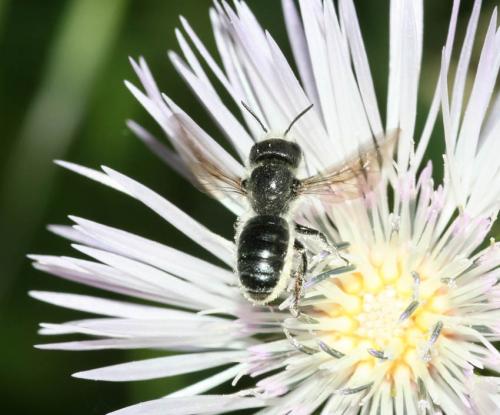 Osmia sp.