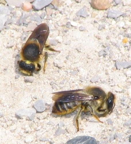 Megachile pyrenaica