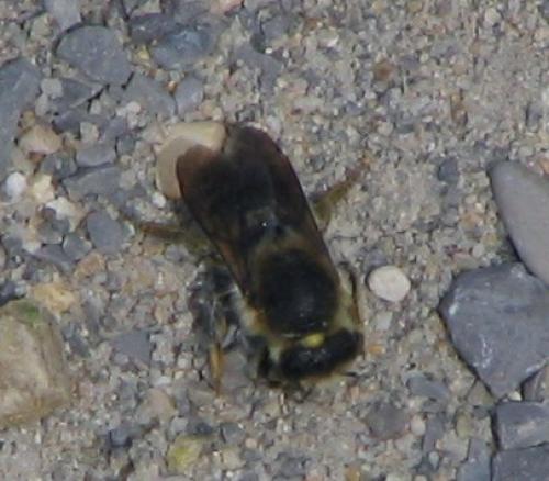 Megachile pyrenaica