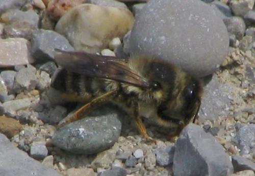 Megachile pyrenaica