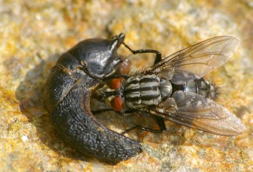 Sarcophaga sp.